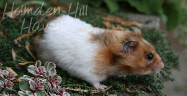 Starla- Golden Tortoiseshell and White (Banded) Satin Shorthaired